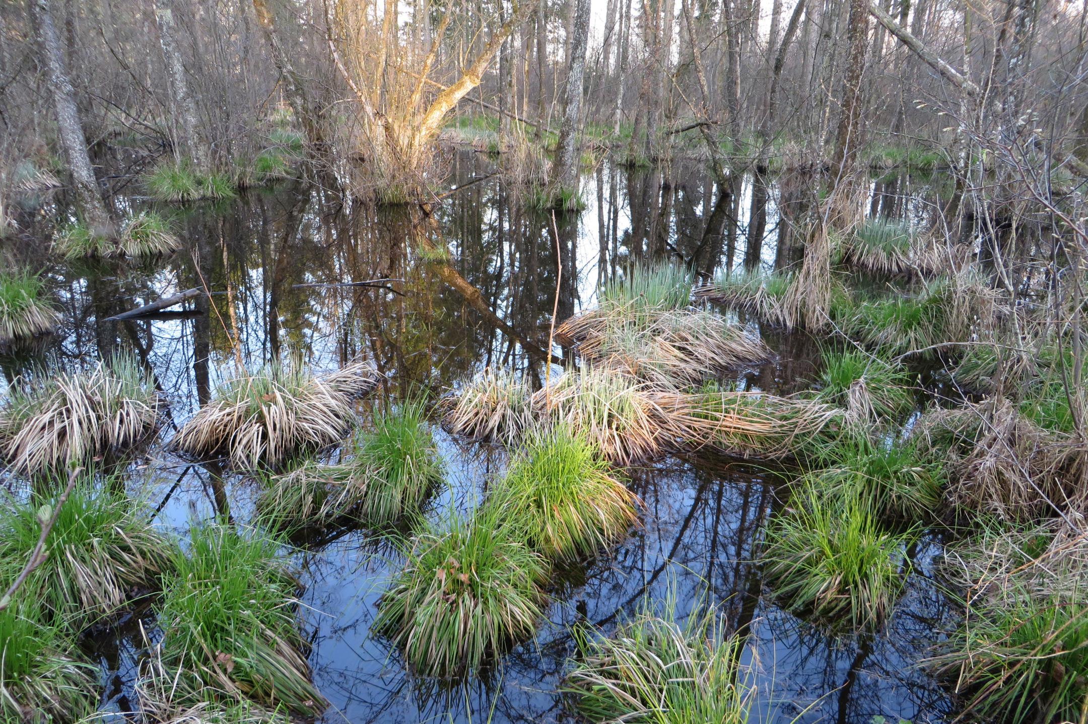 Ein Wald in einem Sumpfgebiet mit stehendem Wasser und darin einzelnen Grasbüscheln. 