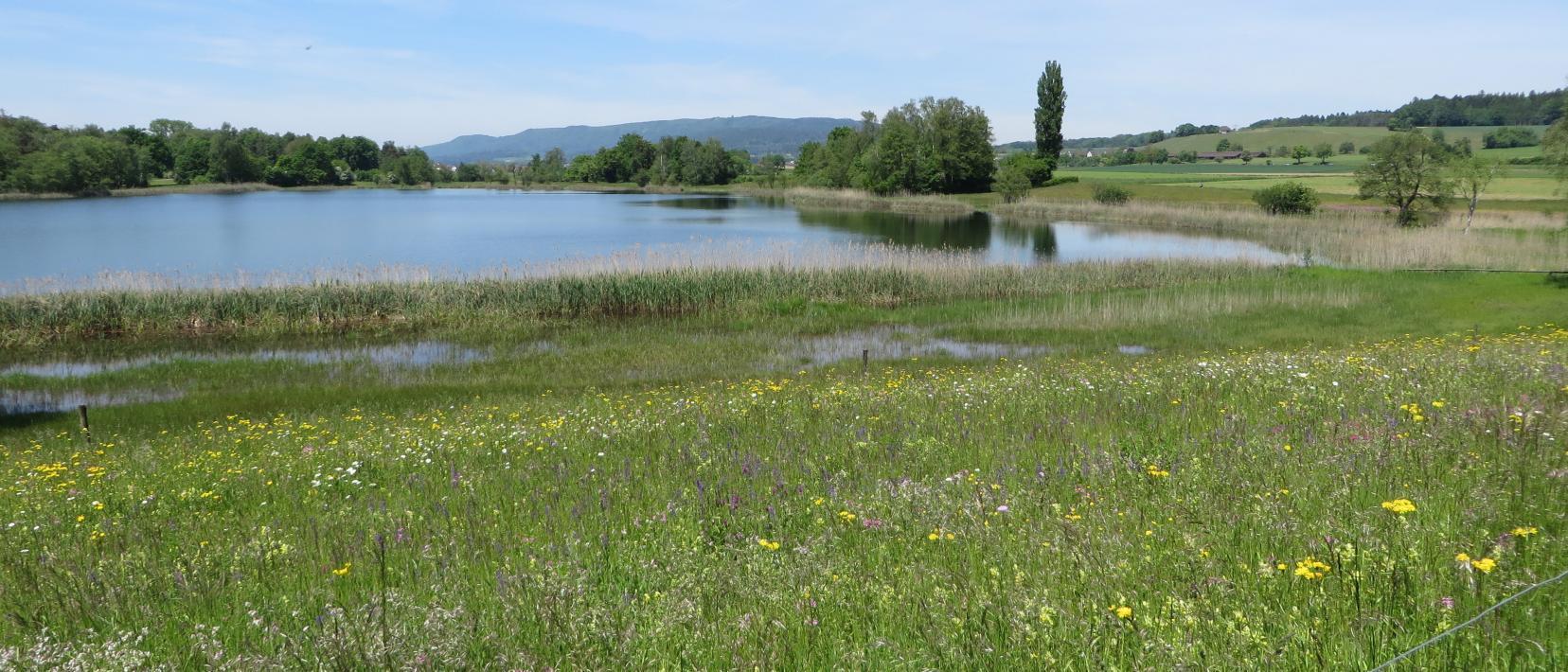 Magere Wiese im Vordergrund mit verschiedenen Blumen. Im Hintergrund der Katzensee mit Schilfgürtel