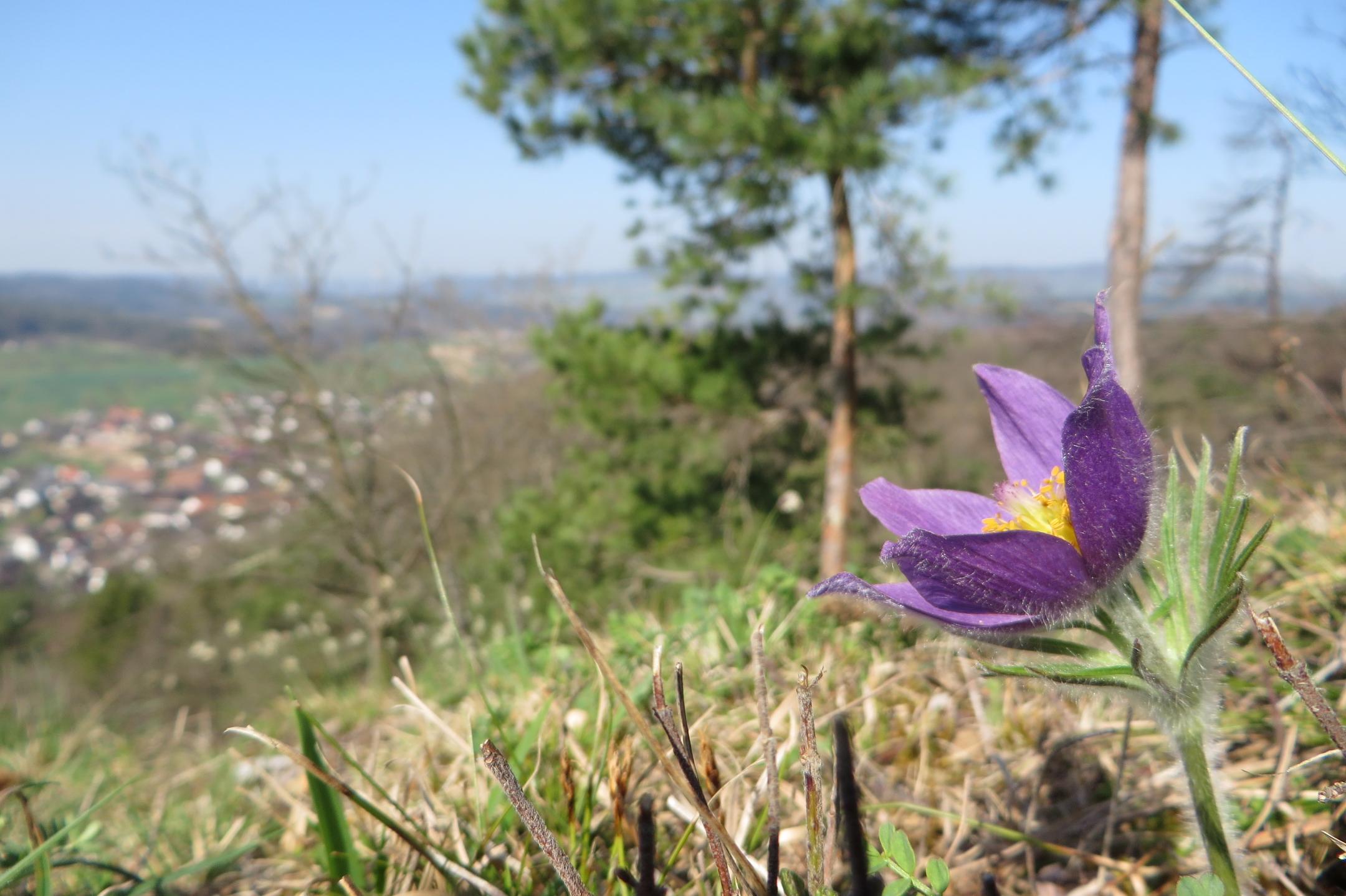 Küchenschelle auf einer Wiese. Im Hintergrund sind einzelne Bäume und die Ortschaft Weiach