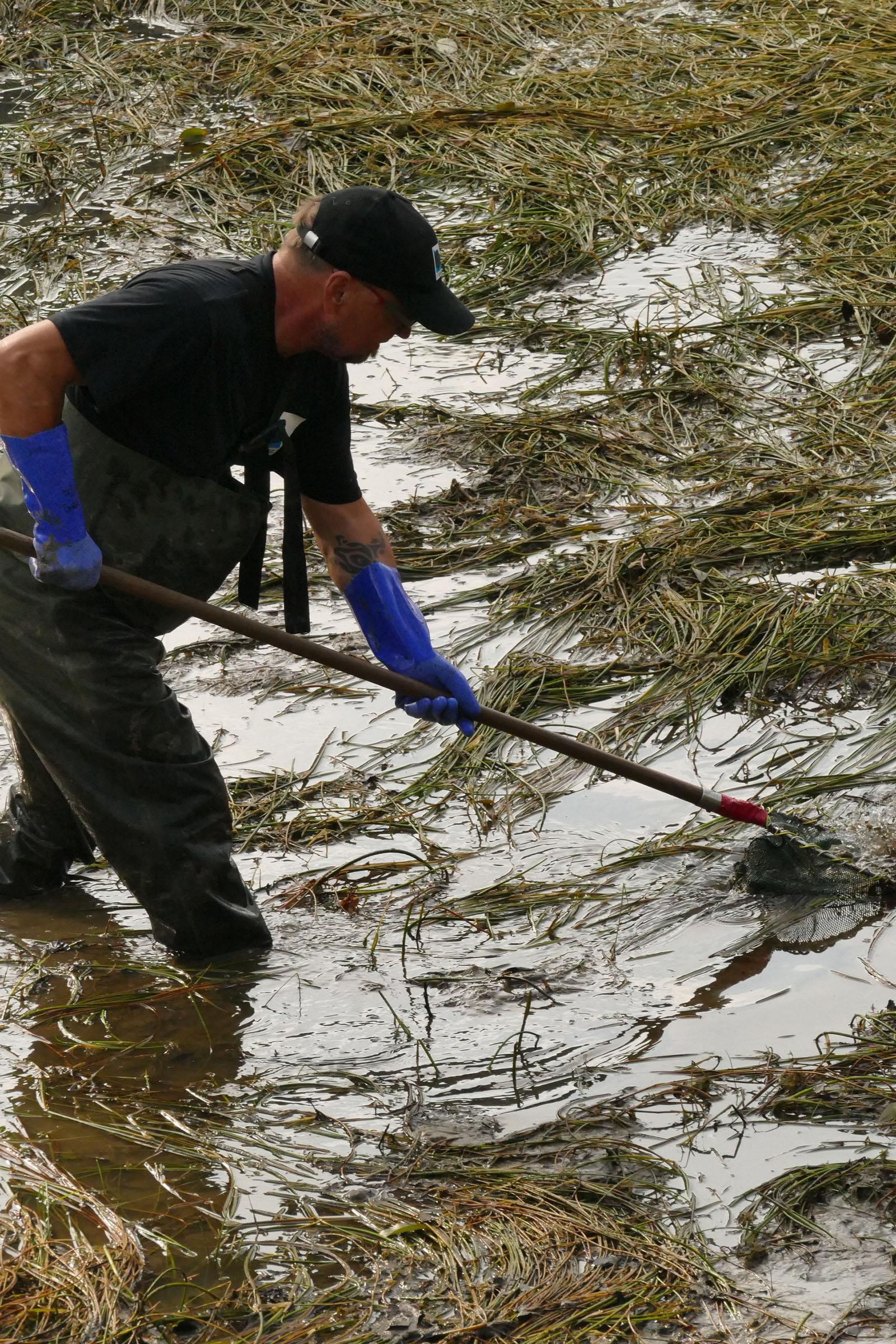 Person mit Netz beim Abfischen der restlichen Wasserflächen
