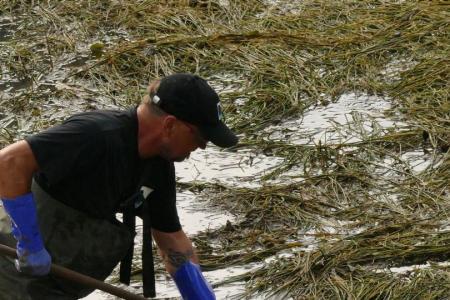 Person mit Netz beim Abfischen der restlichen Wasserflächen
