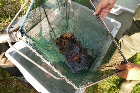 Die abgefischten Tiere werden sorgfältig umgesiedelt.