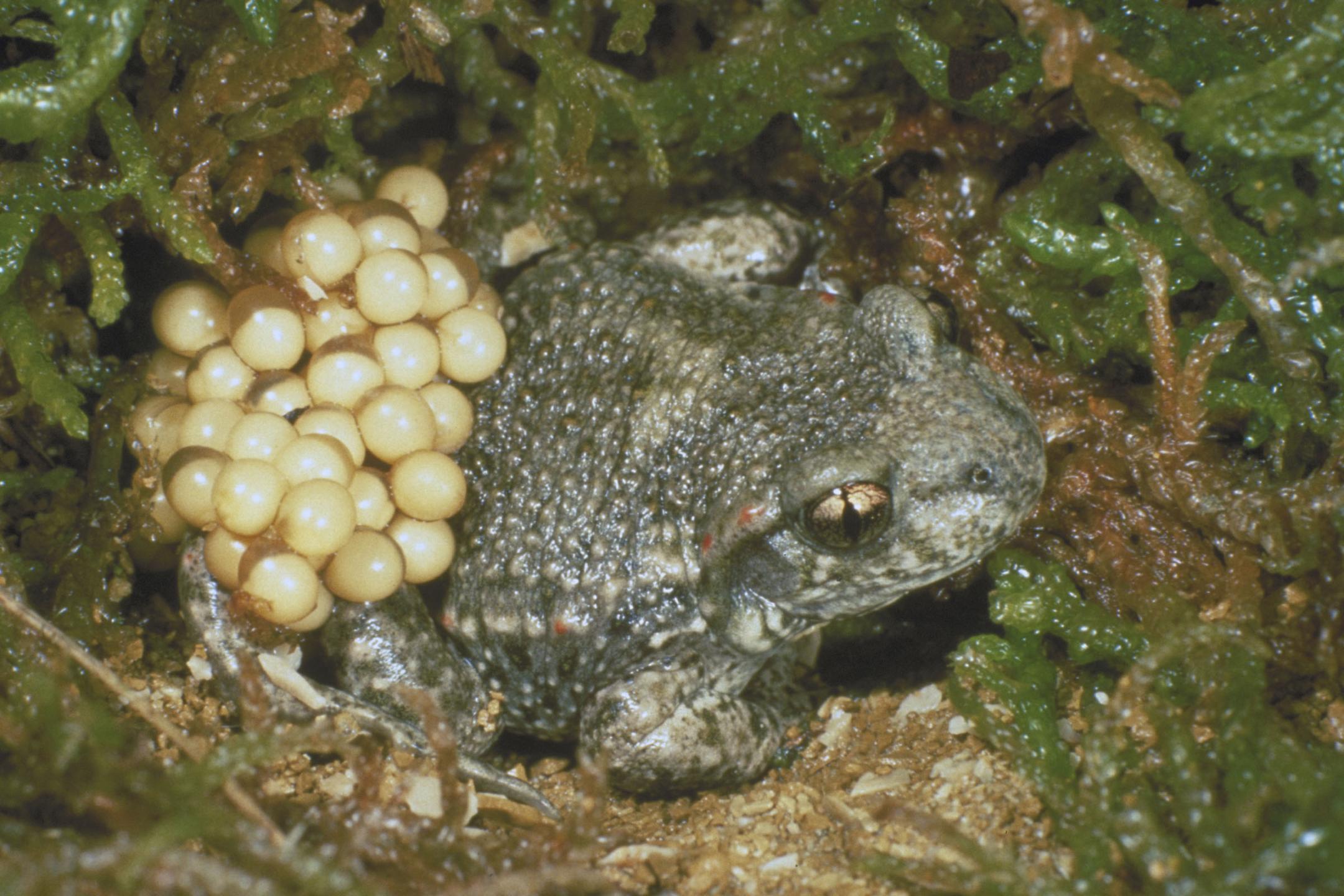 Geburtshelferkröte mit Laichschnur um die Hinterbeine