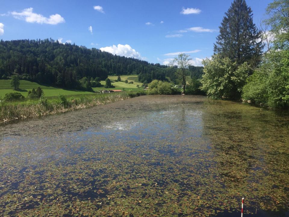 Weiher mit etwas Umgebungslandschaft.