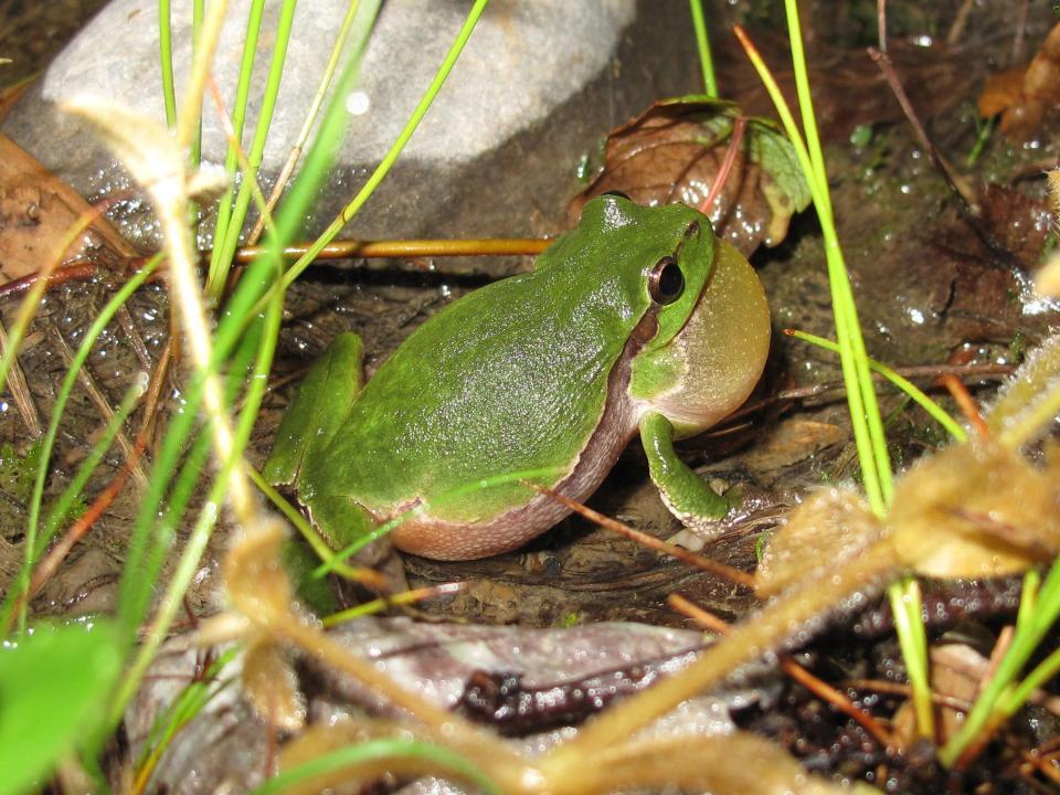 Laubfrosch             