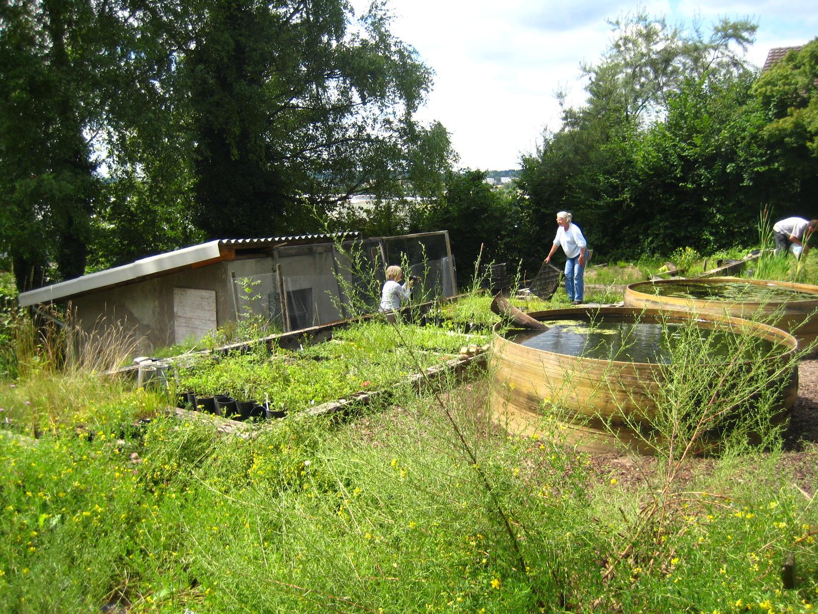 Freiwillige an der Arbeit im Pflanzgarten in Wangen. 