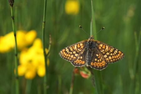 Skabiosenscheckenfalter