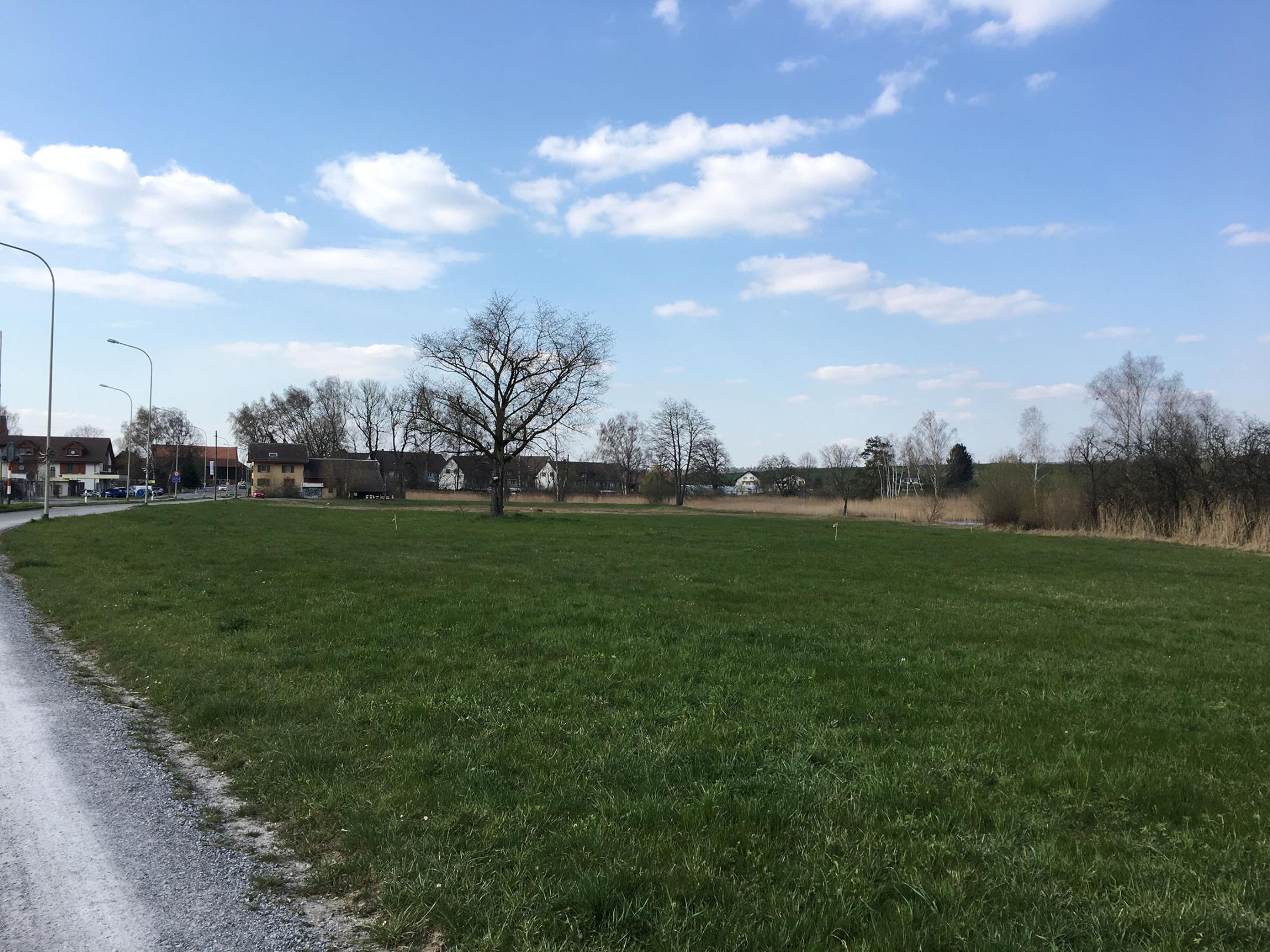 Grüne eintönige Fettwiese