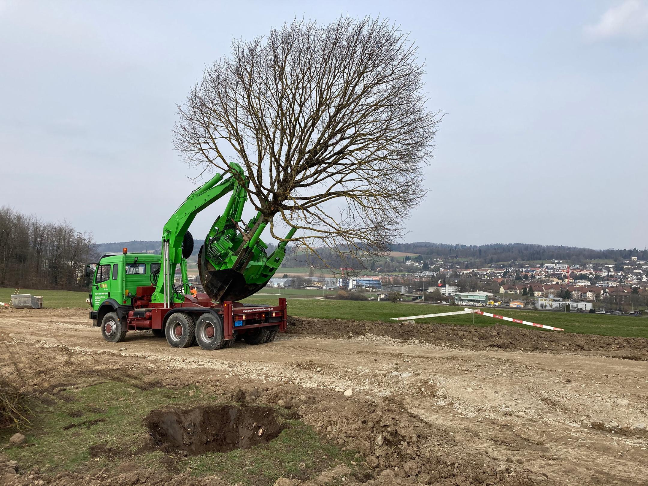 Lindenbaum auf dem Spezial-Lastwagen.
