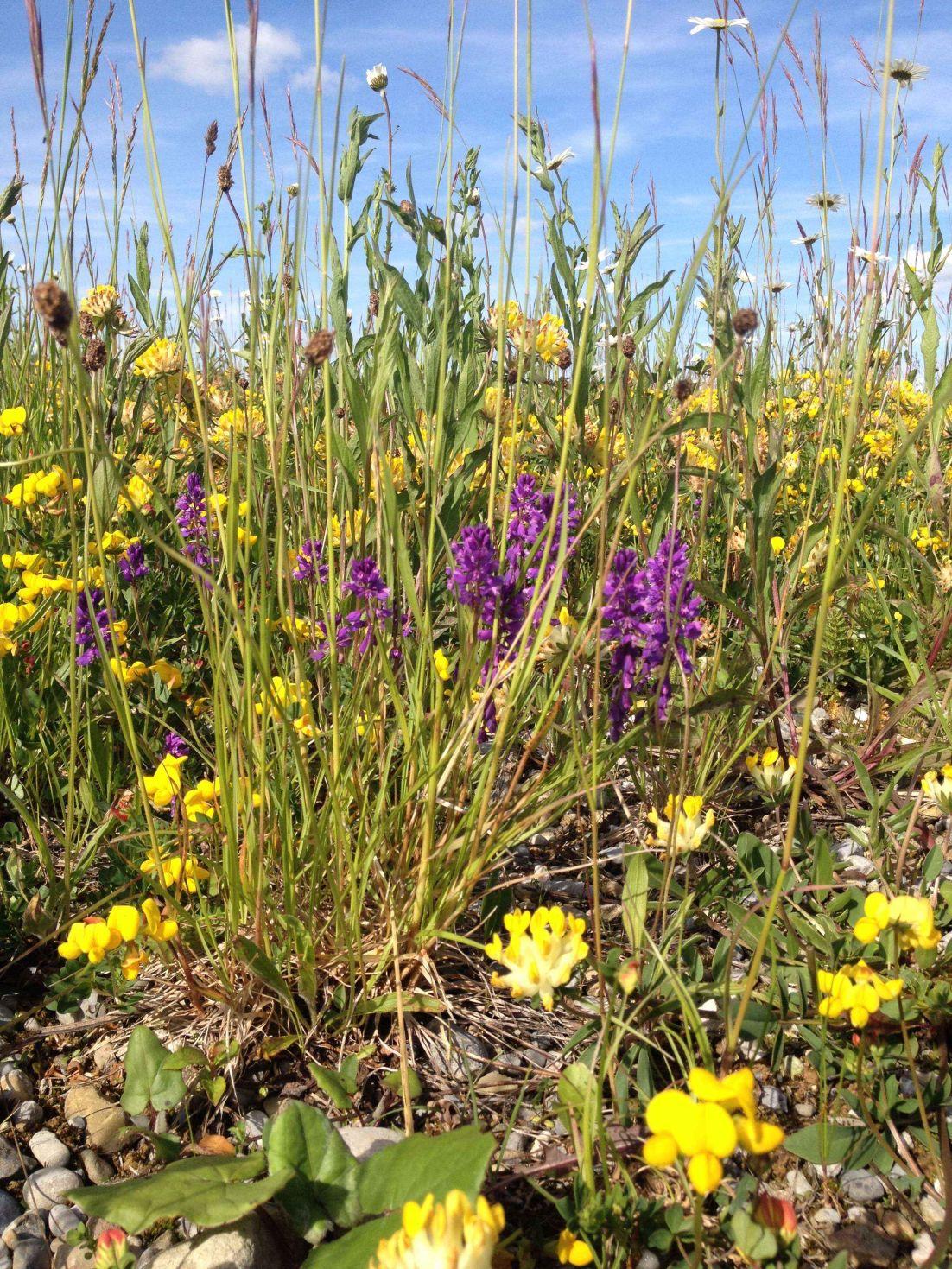 Blumenreiche Magerwiese