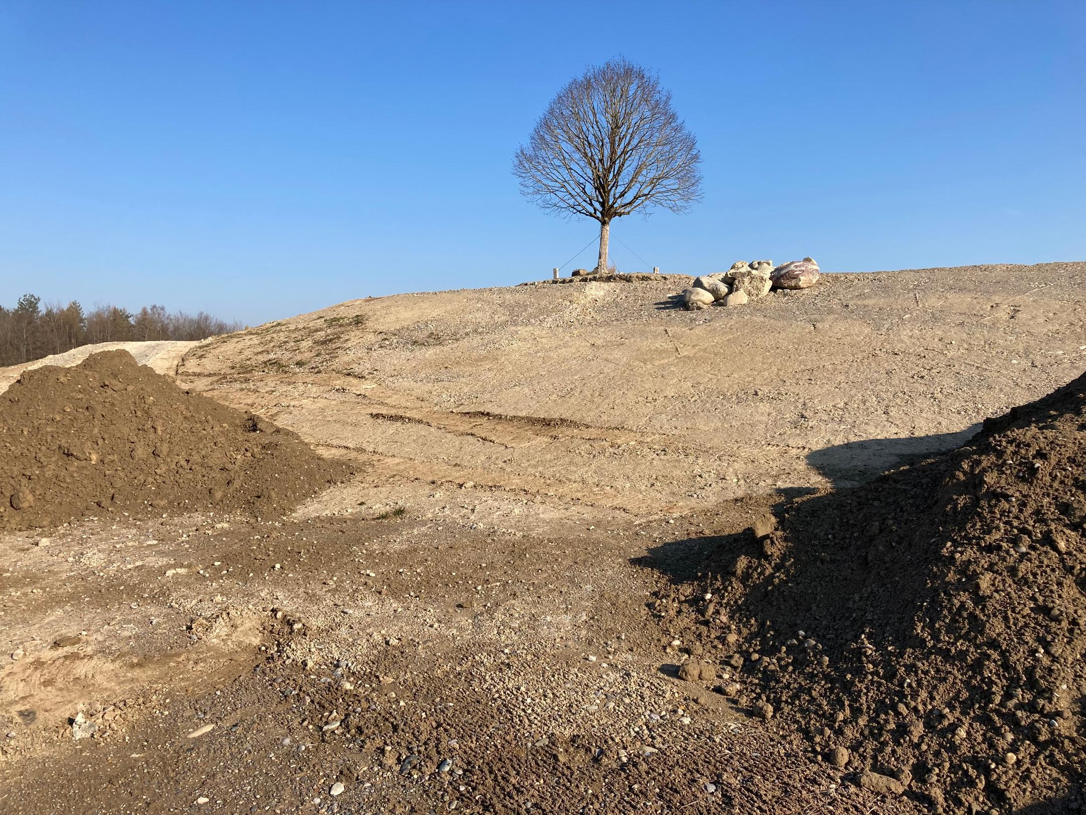 Einzelne Linde steht auf einer Anhöhe umgeben von Sand, Kies und Mergel
