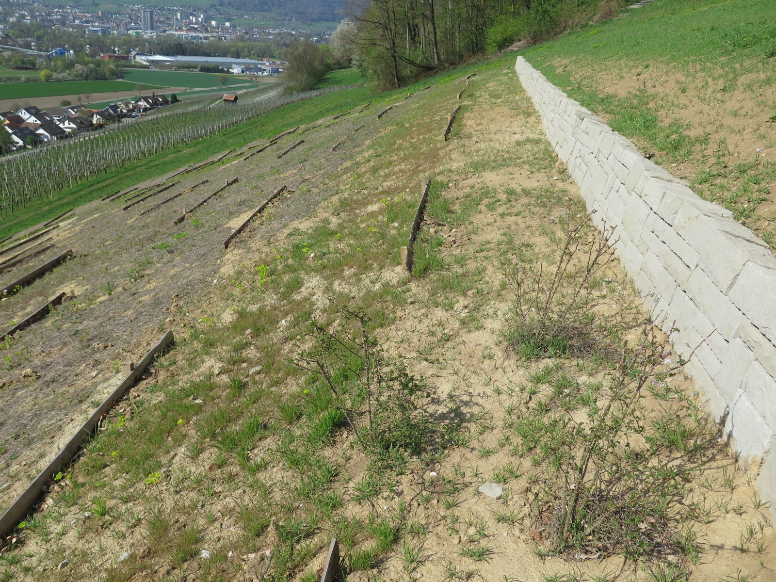 Aufkommender leichter Bewuchs mit offenen sandigen Stellen.