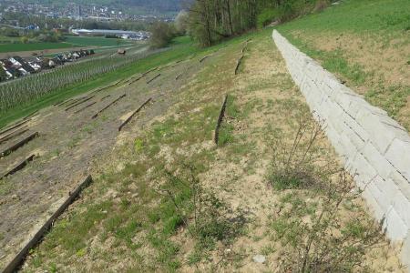 Aufkommender leichter Bewuchs mit offenen sandigen Stellen.