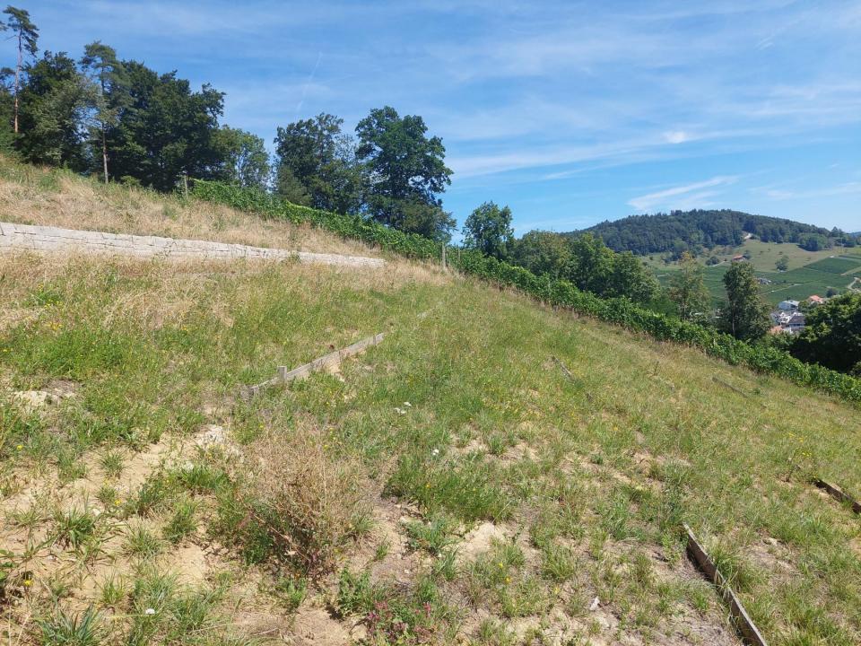 Bewirtschaftungsweg entlang Riedfläche mit Vegetation, die teilweise unter Wasser steht.