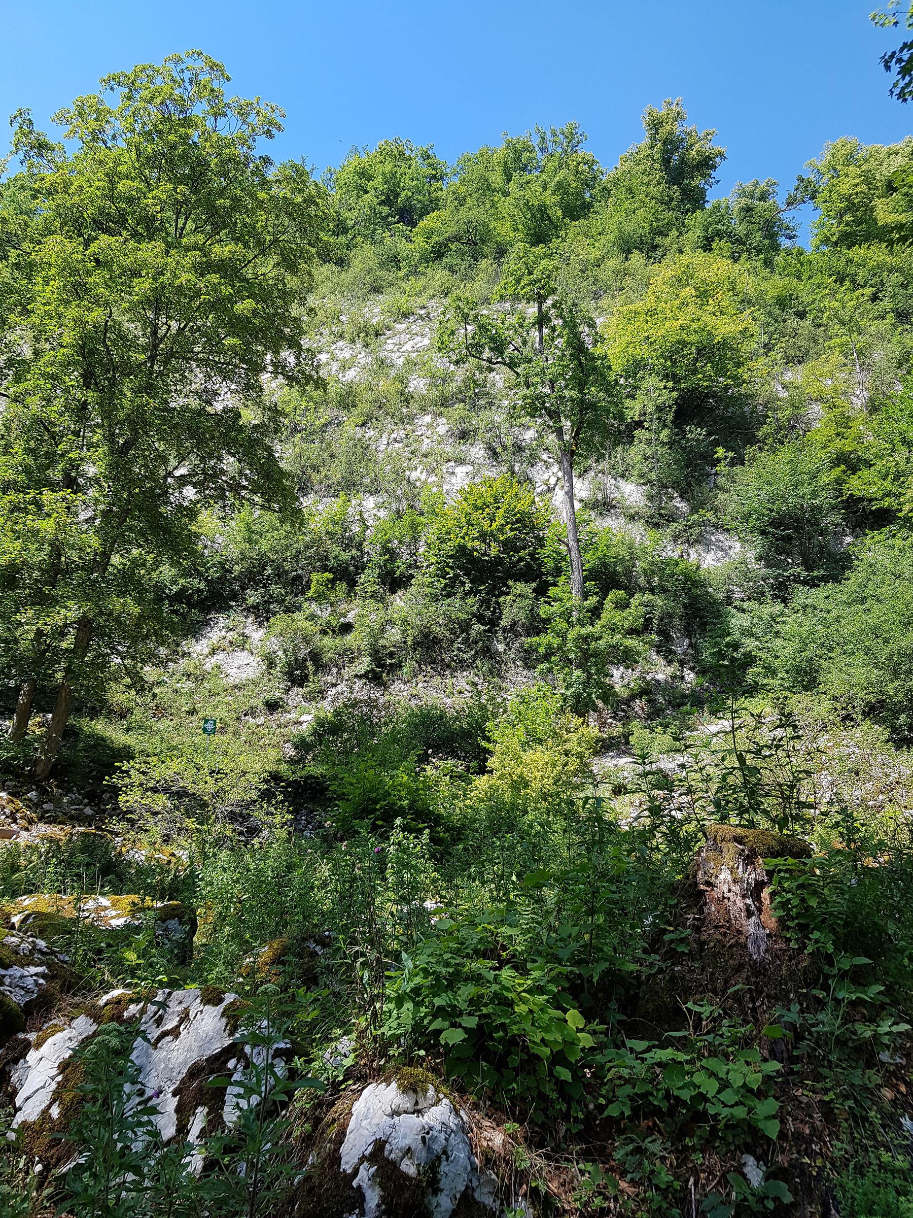 Ausgelichtete Waldfläche im Bereich des Lägerngrats