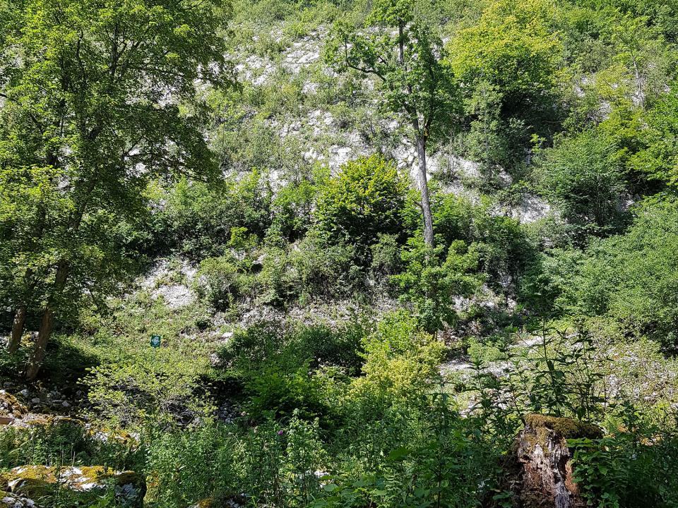Ausgelichtete Waldfläche im Bereich des Lägerngrats