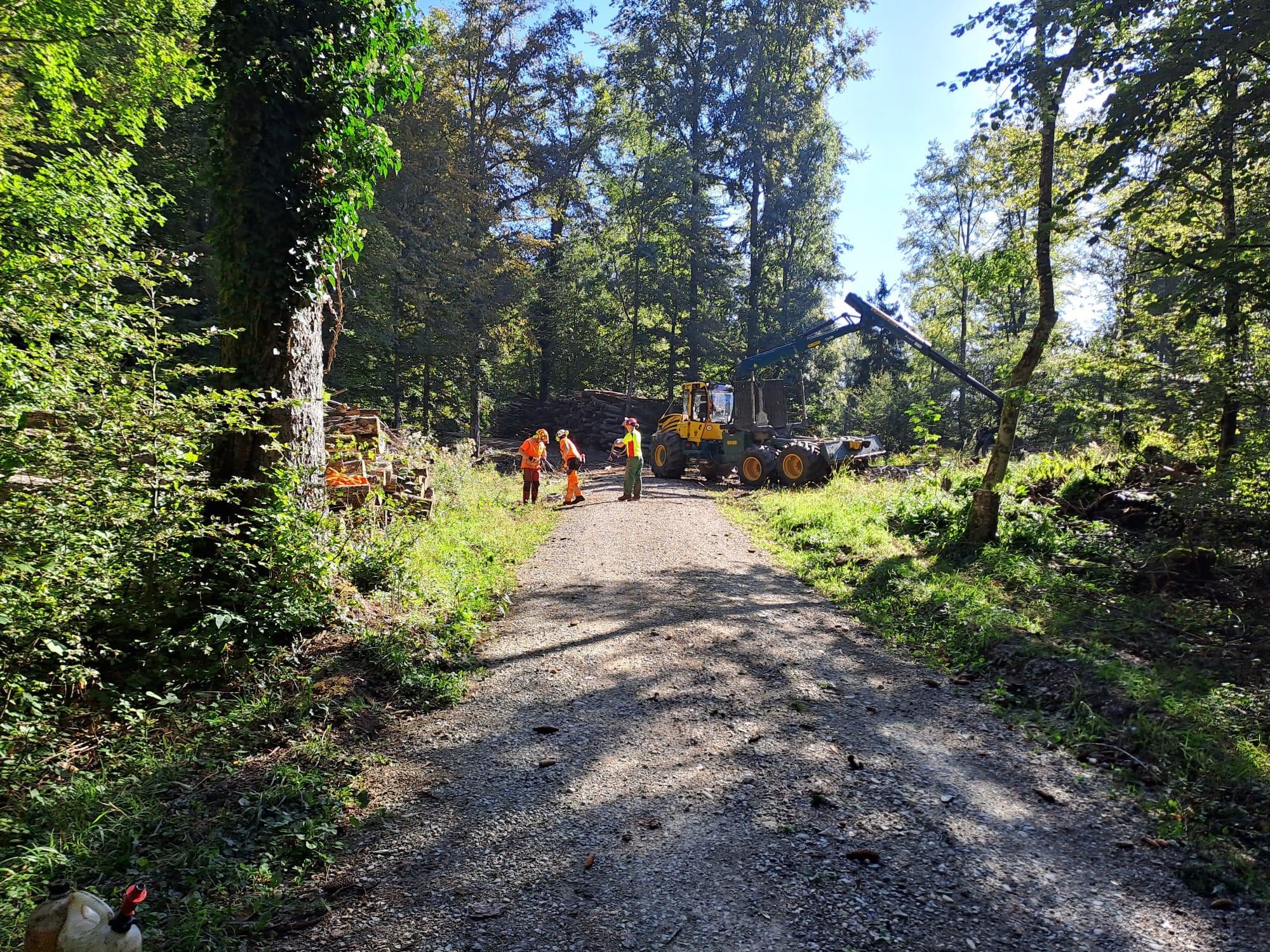 Lägern Holzschlag 2023 