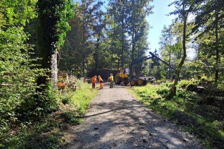 Lägern Holzschlag 2023 