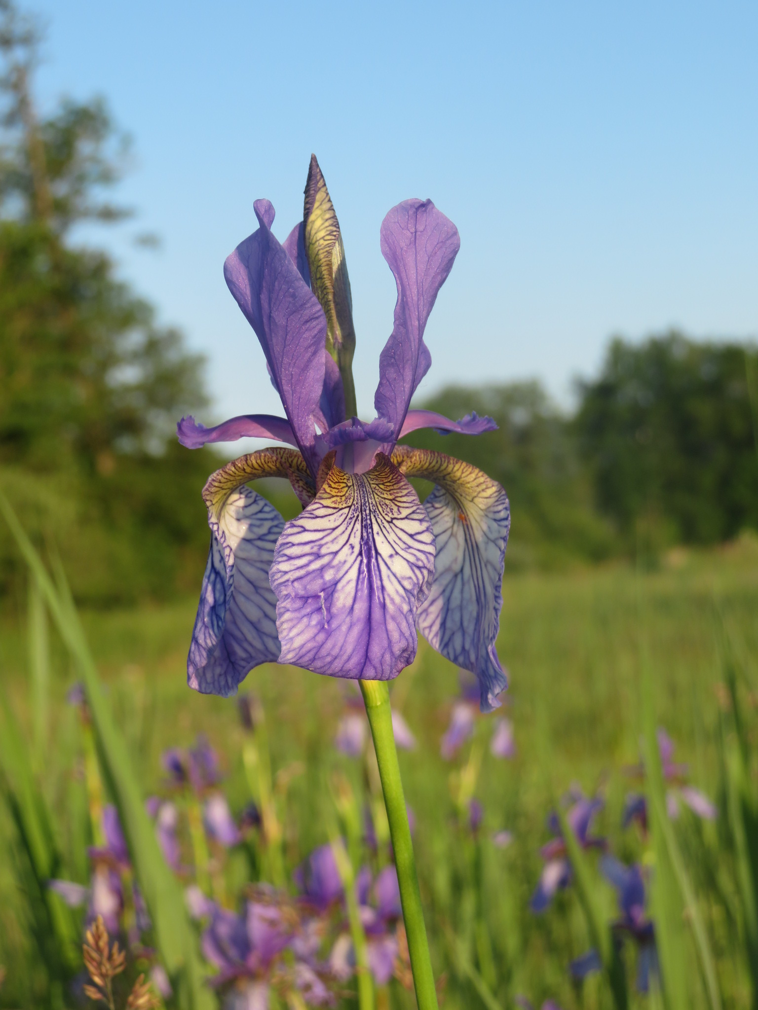 Sibirische Schwertlilie