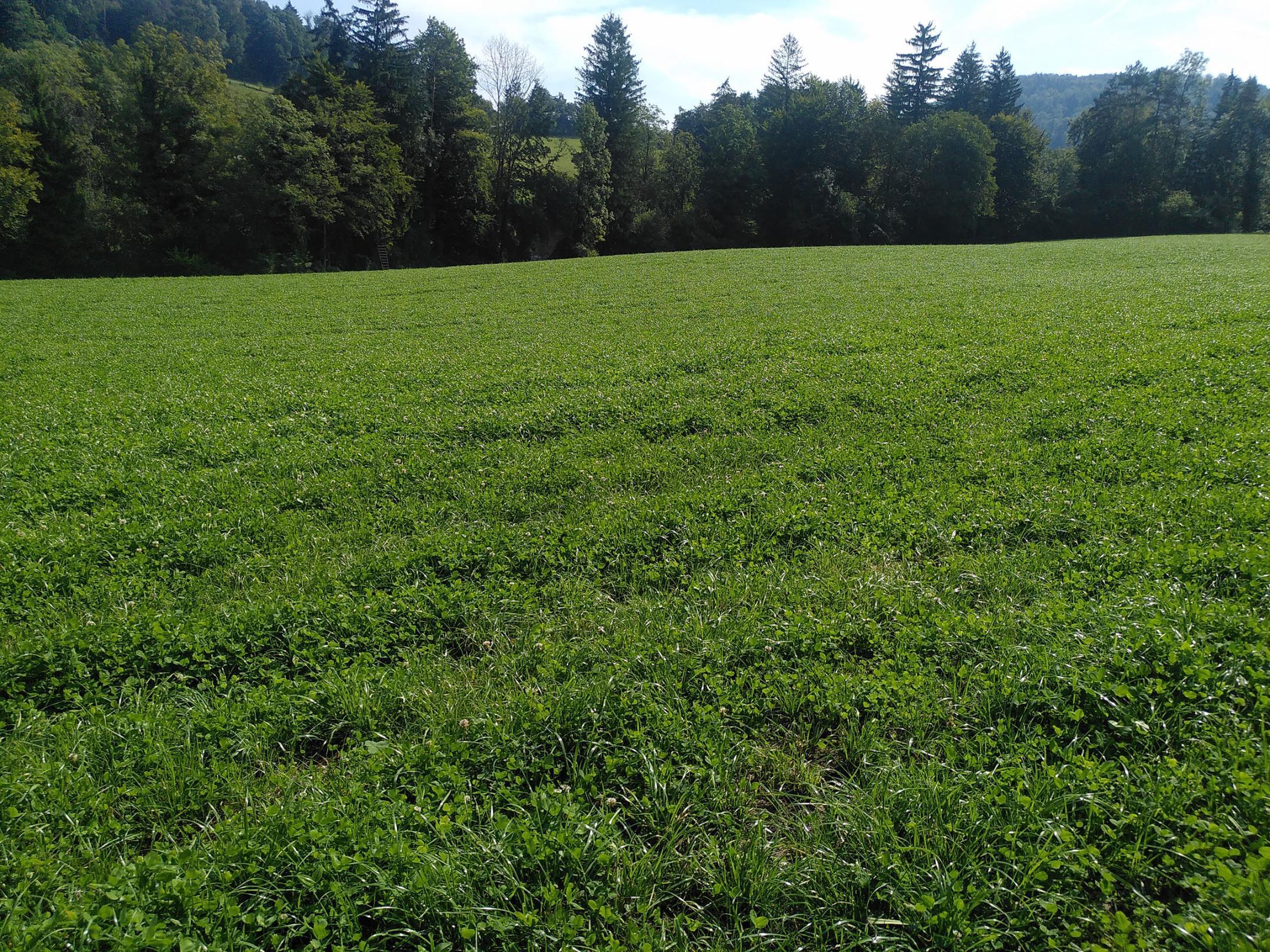 Artenarme Wiese vor dem Waldrand.