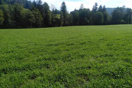 Artenarme Wiese vor dem Waldrand.