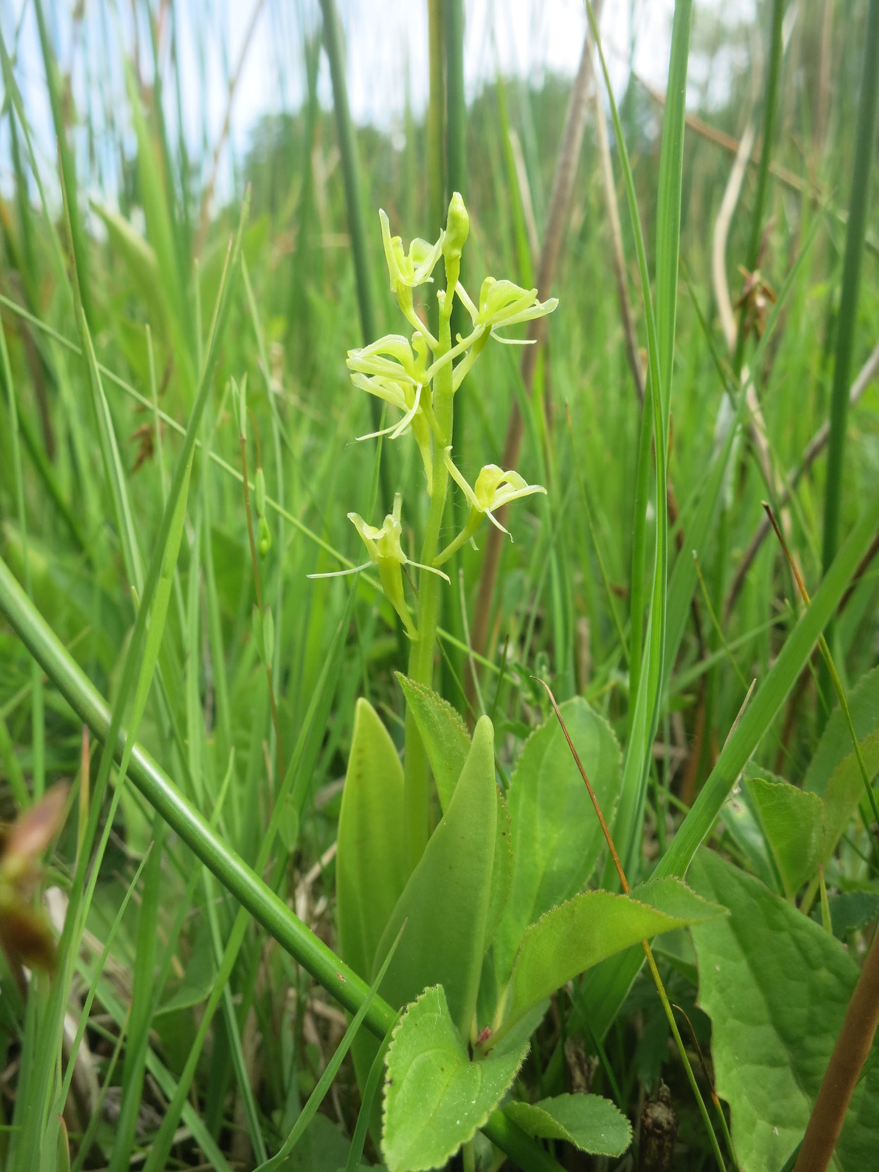 Zwiebelorchis