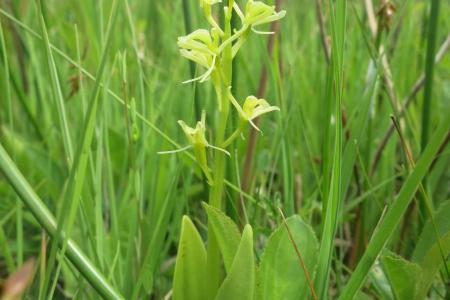 Zwiebelorchis
