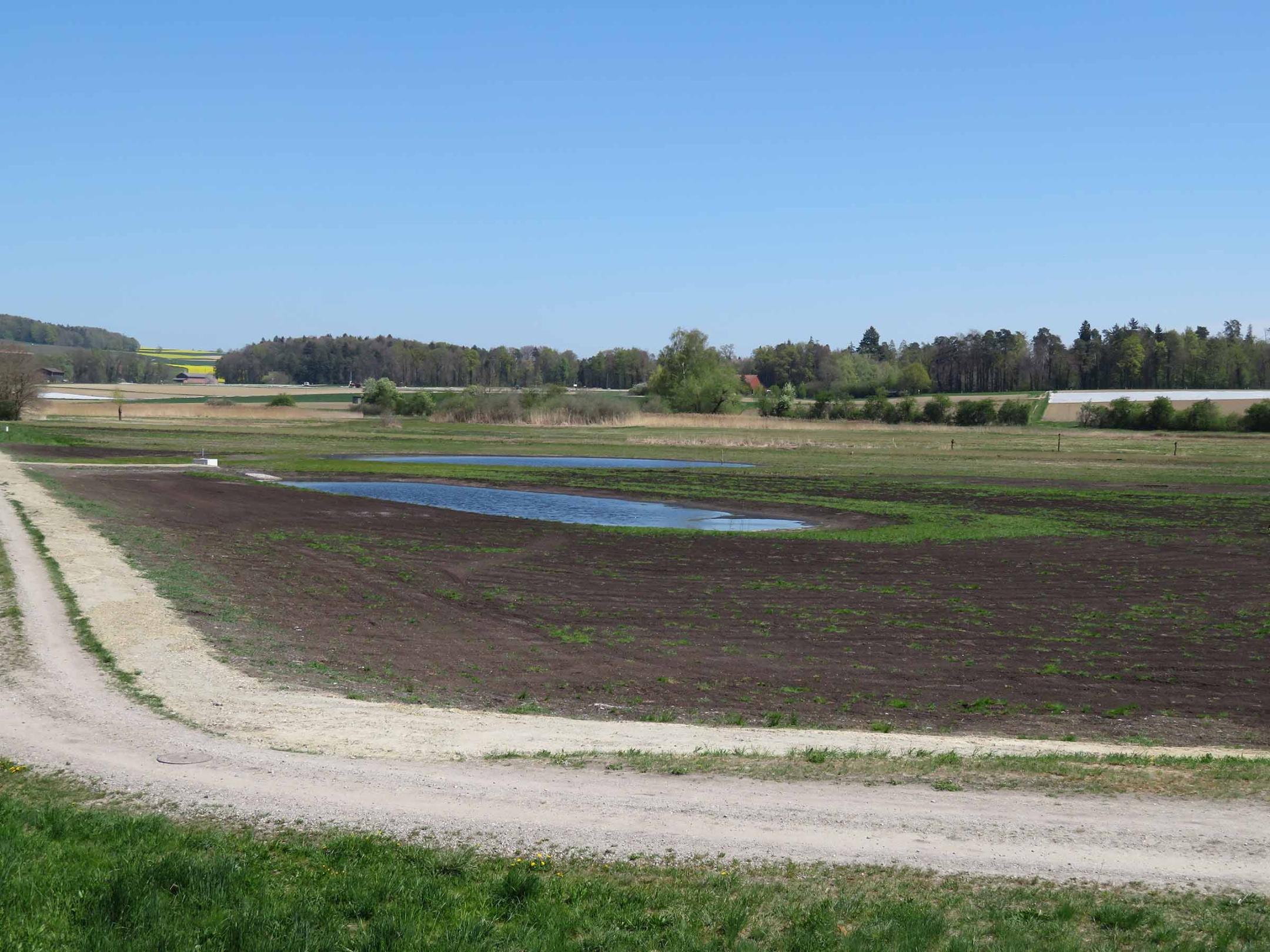 Flachgewässer mit neu angelegtem Ablass.