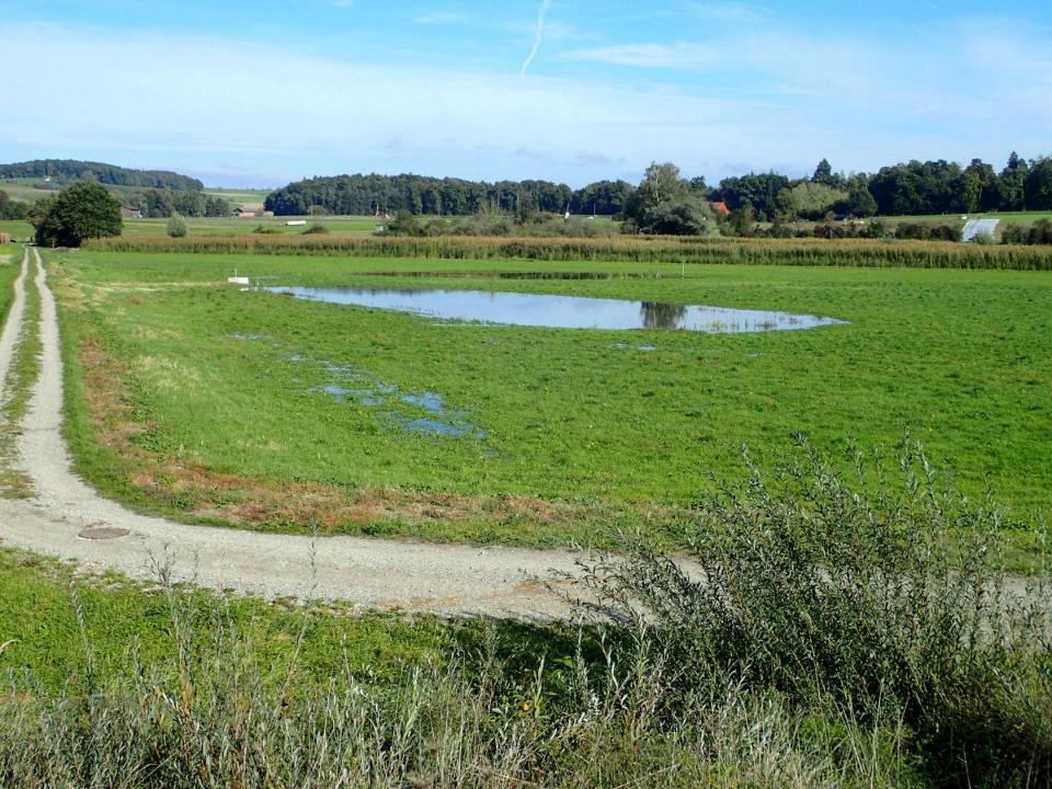 Bewirtschaftungsweg entlang Riedfläche mit Vegetation, die teilweise unter Wasser steht.