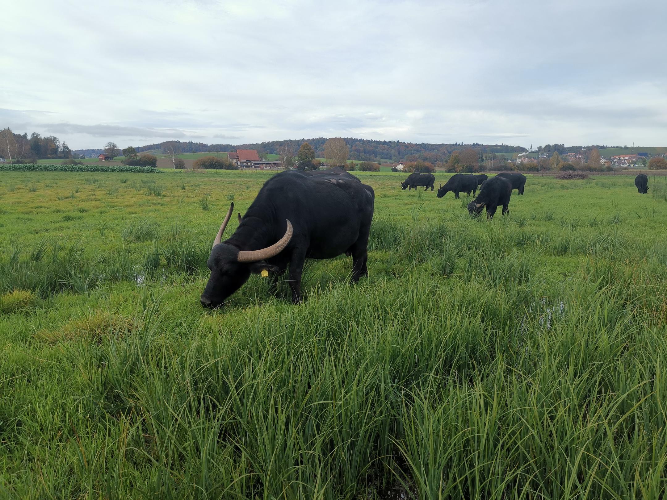 Wasserbüffel Oerlingerried