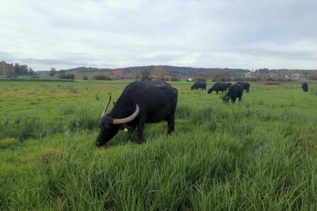 Wasserbüffel Oerlingerried