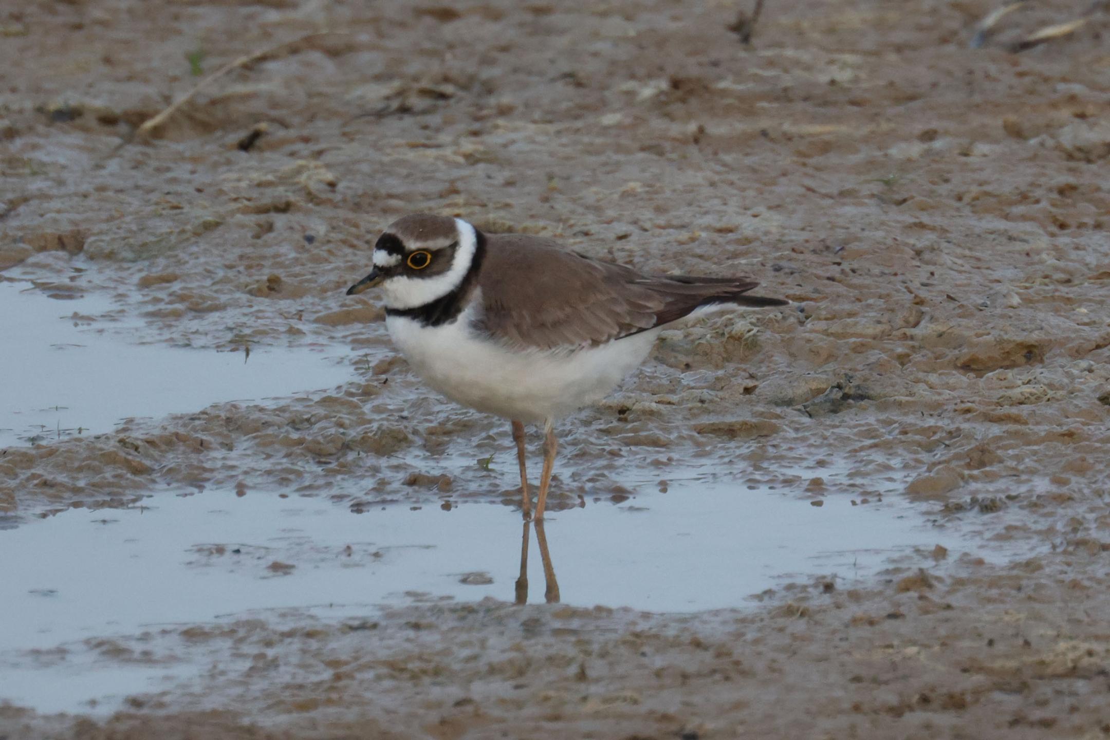 Vogel Flussregenpfeifer