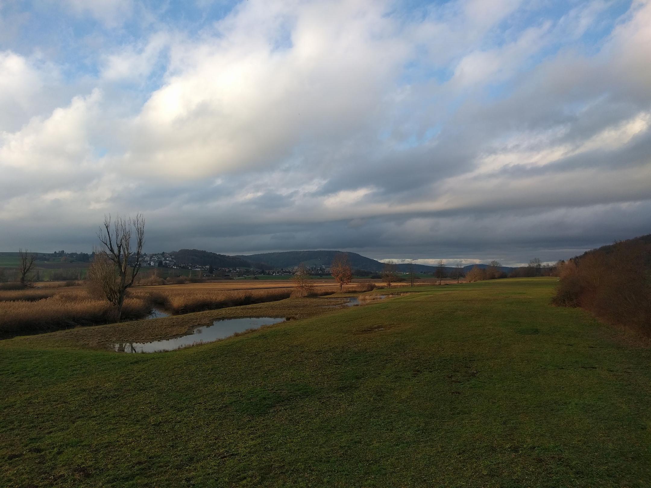 Grüne Wiese am Rand des Moors