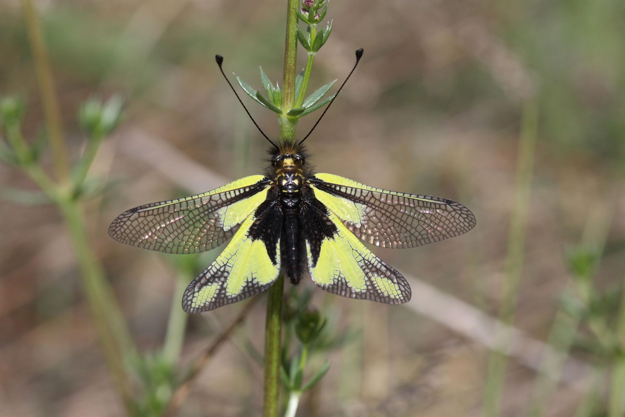 Insekt Libellen-Schmetterlingshaft.
