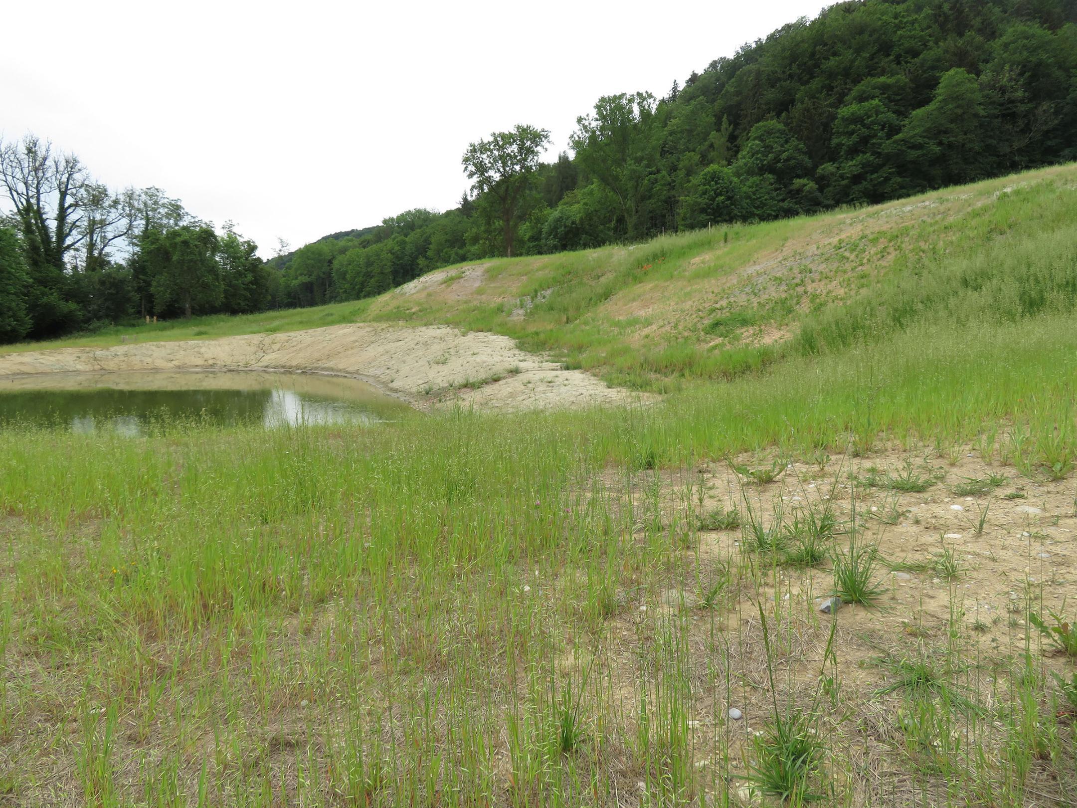 Allmähliche Begrünung der Fläche.