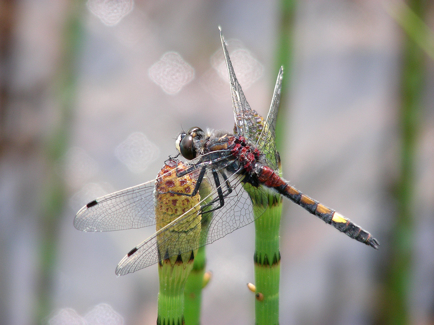 Die Libelle grosse Moosjungfer sitzt auf einem Pflanzentrieb