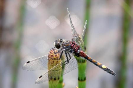 Die Libelle grosse Moosjungfer sitzt auf einem Pflanzentrieb