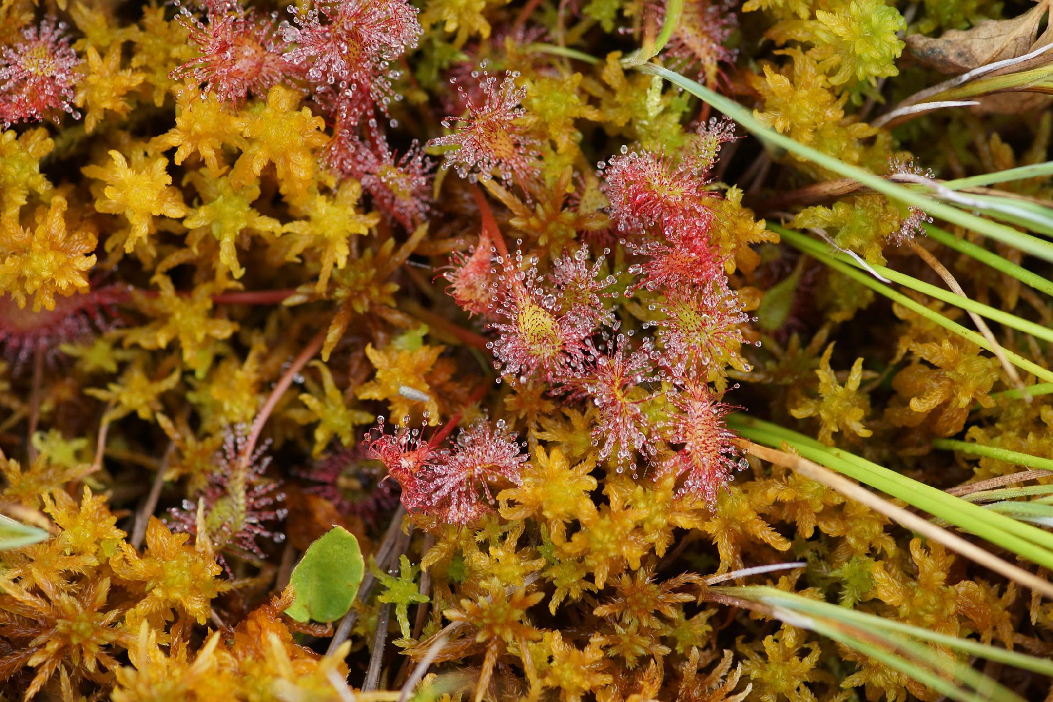 Rundblätteriger Sonnentau und Torfmoos                     