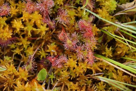 Rundblätteriger Sonnentau und Torfmoos                     