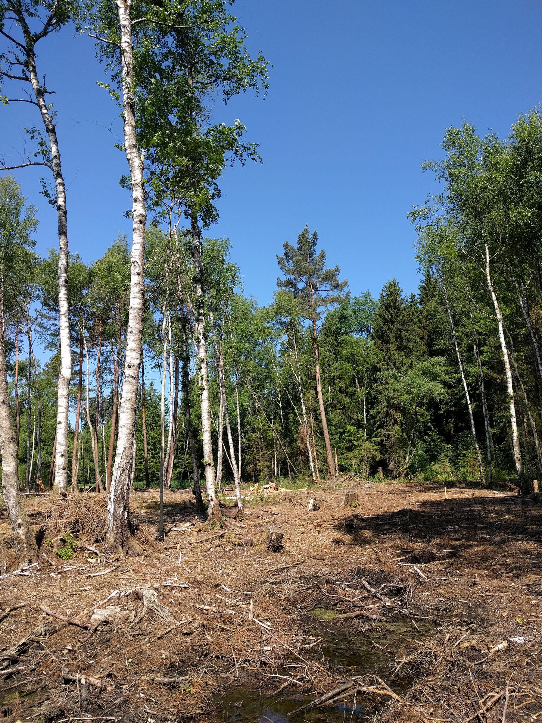 Aufgelichteter Wald mit viel Sonnenlicht am Boden.