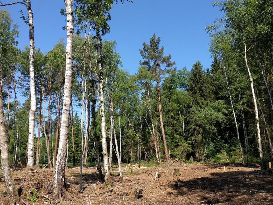Aufgelichteter Wald mit viel Sonnenlicht am Boden.