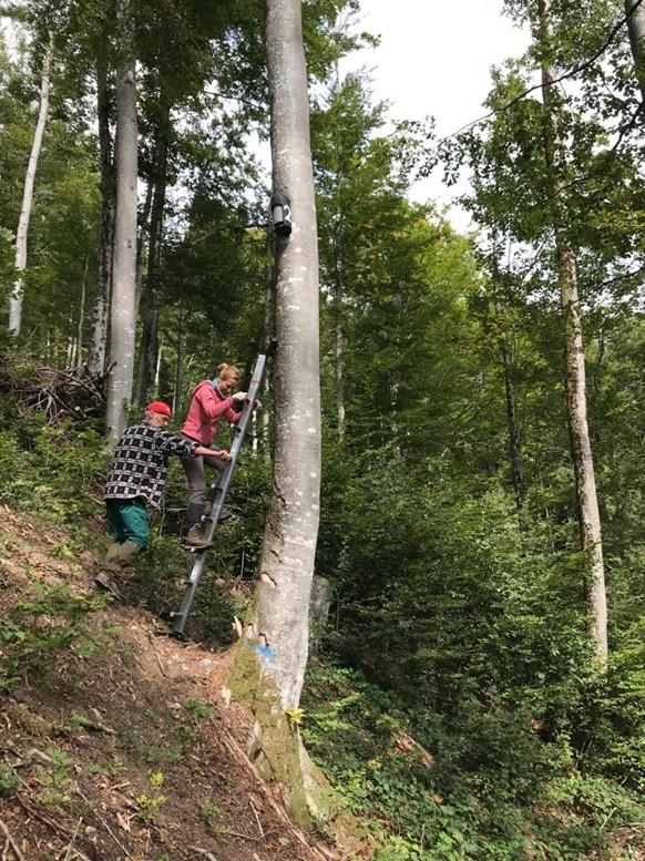 Im Wald ist eine Leiter an einem Baum angelehnt. Eine Frau klettert die Leiter empor,  damit sie den am Baum befestigten Fledermausbrutkasten erreichen kann. Ein Mann hält zur Stabilisierung die Leiter, während die Frau nach oben steigt.