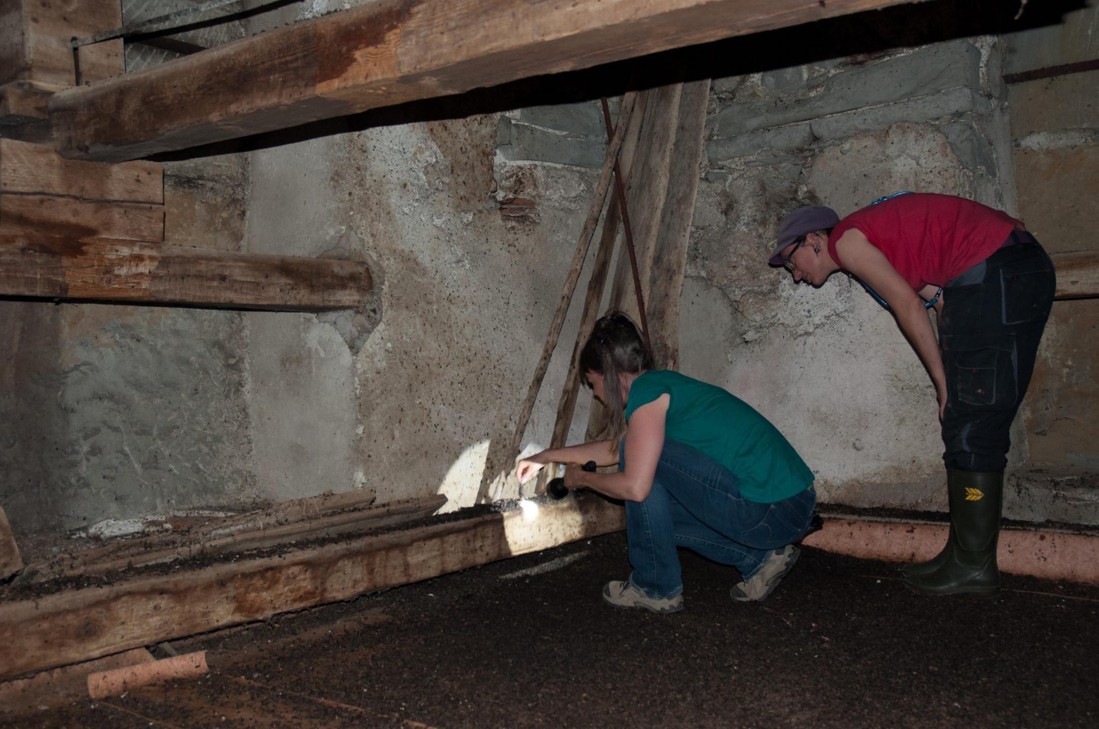 Eine Helferin zeigt auf den Ort in der Wand, wo sich die Wochenstube der Mausohren befindet. Ein Helfer schaut genau hin.