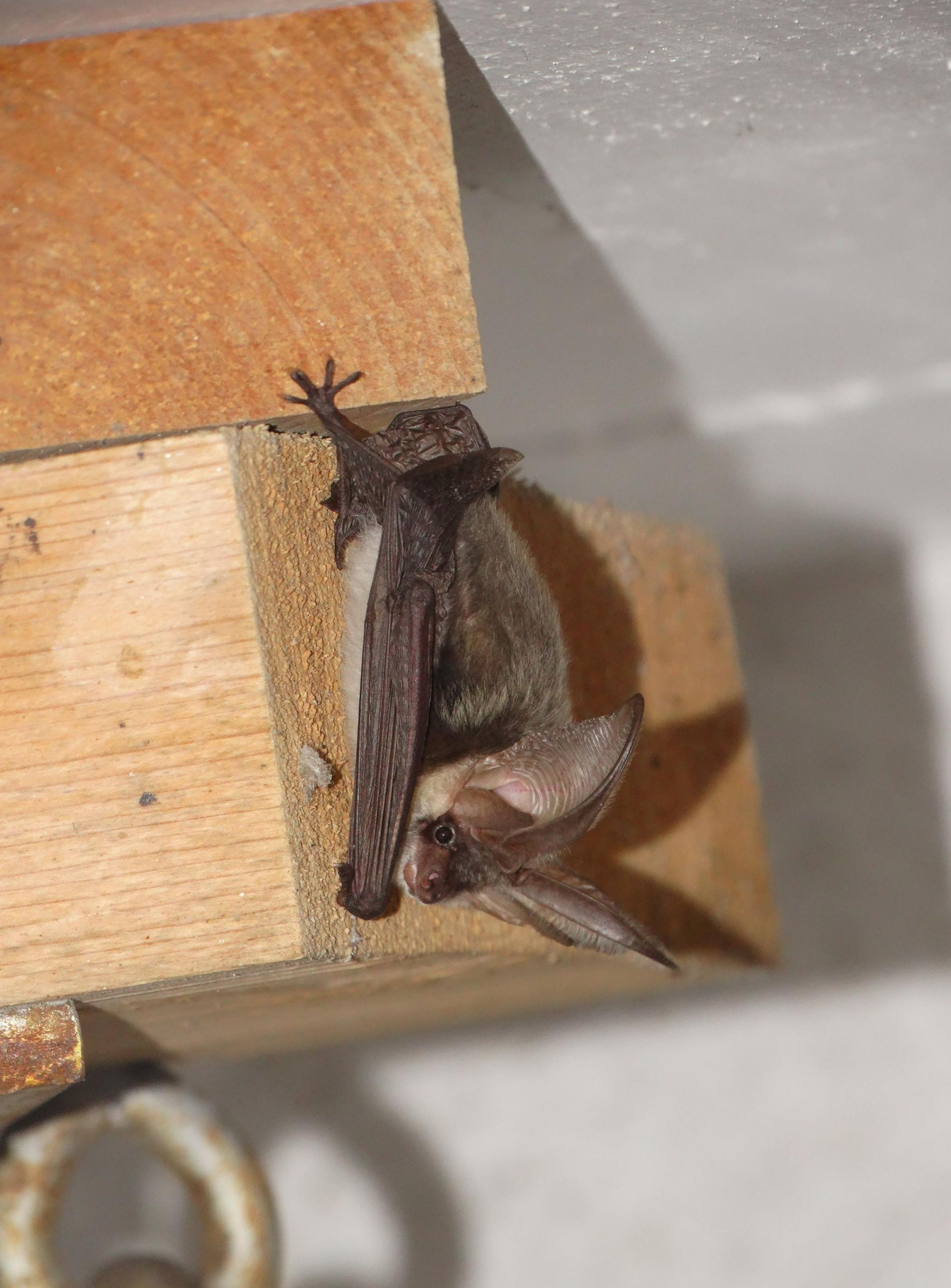 Eine graue Fledermaus mit sehr langen spitzen Ohren hängt von einem Holzbalken und ist wach.