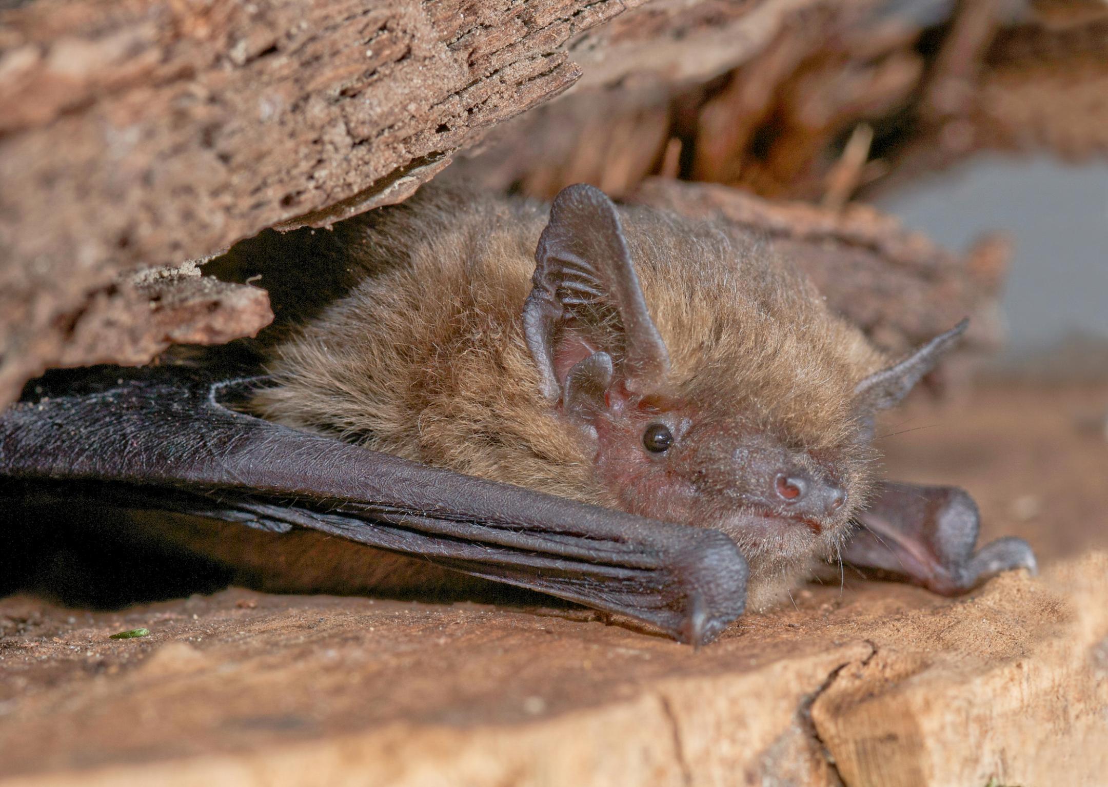 Die Mückenfledermaus hat ein hellbraunes Fell, ein rosa graues Gesicht mit spitzen Ohren