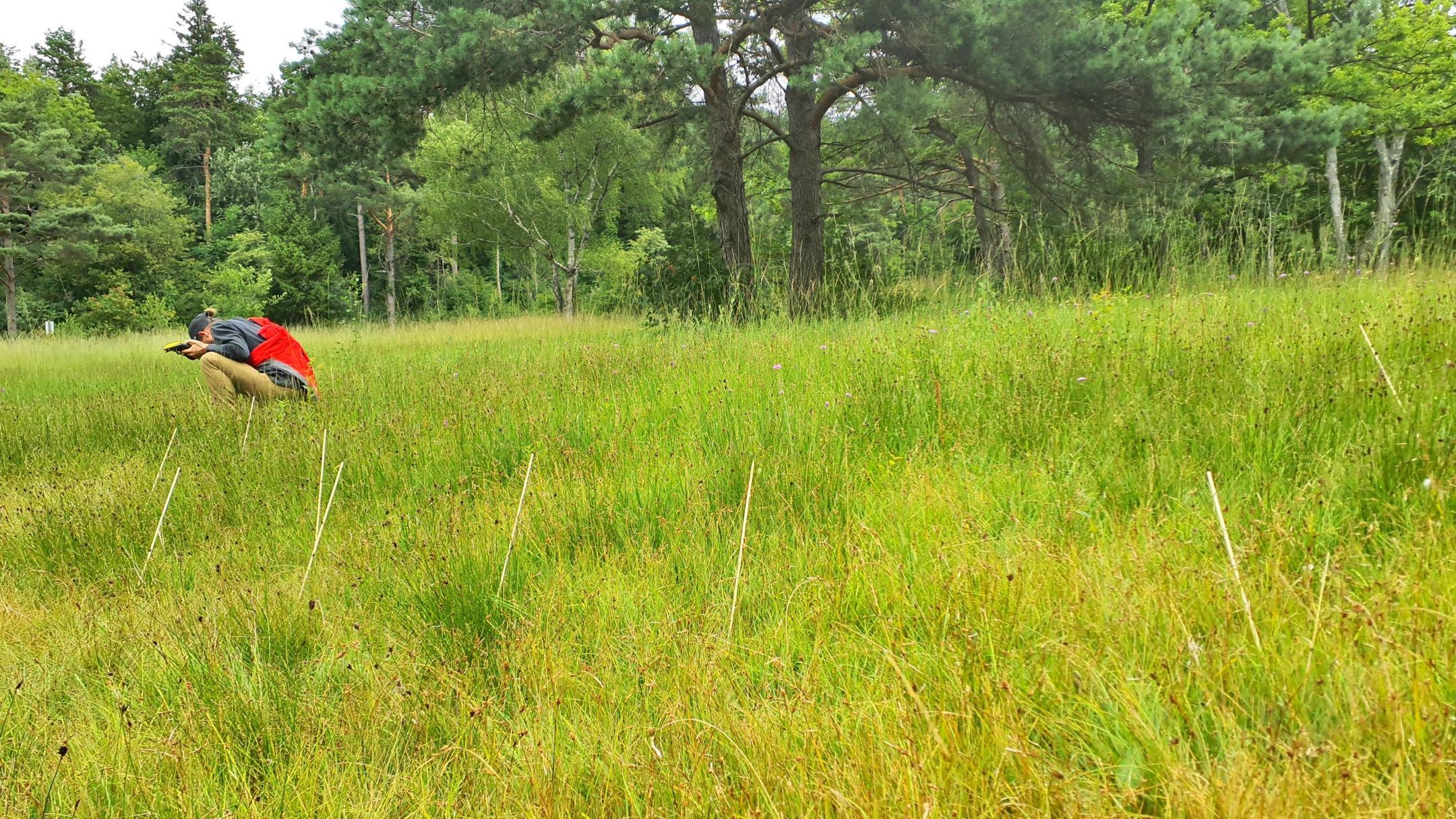 eine Person macht mit einer Fotokamera ein Bild von einem Teil der Wiese, damit die Artenvielfalt später bestimmt werden kann.