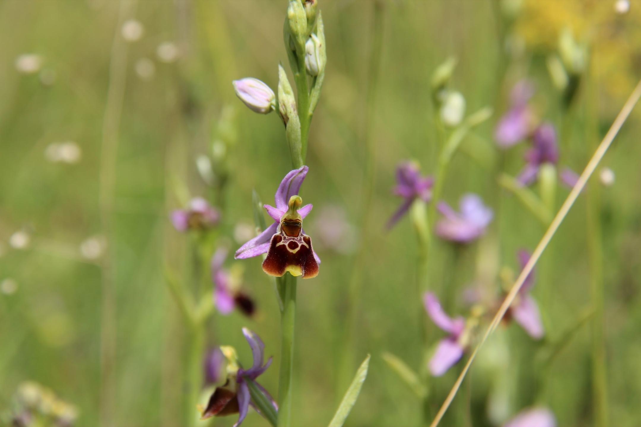 Orchideen mit hell-violetten Blättern und brauner Lippe stehen in einer Wiese