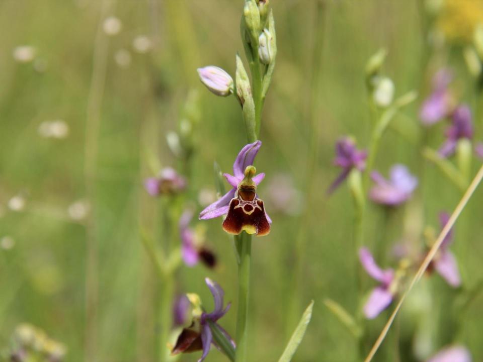 Orchideen mit hell-violetten Blättern und brauner Lippe stehen in einer Wiese
