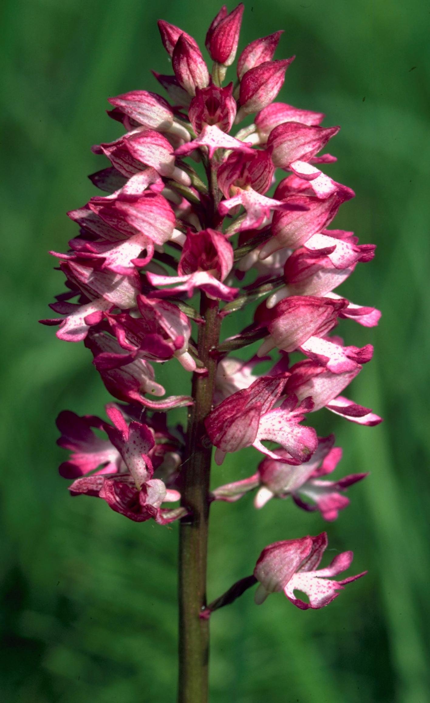 Orchidee mit dichtem rotem Blütenstand