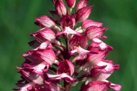 Orchidee mit dichtem rotem Blütenstand